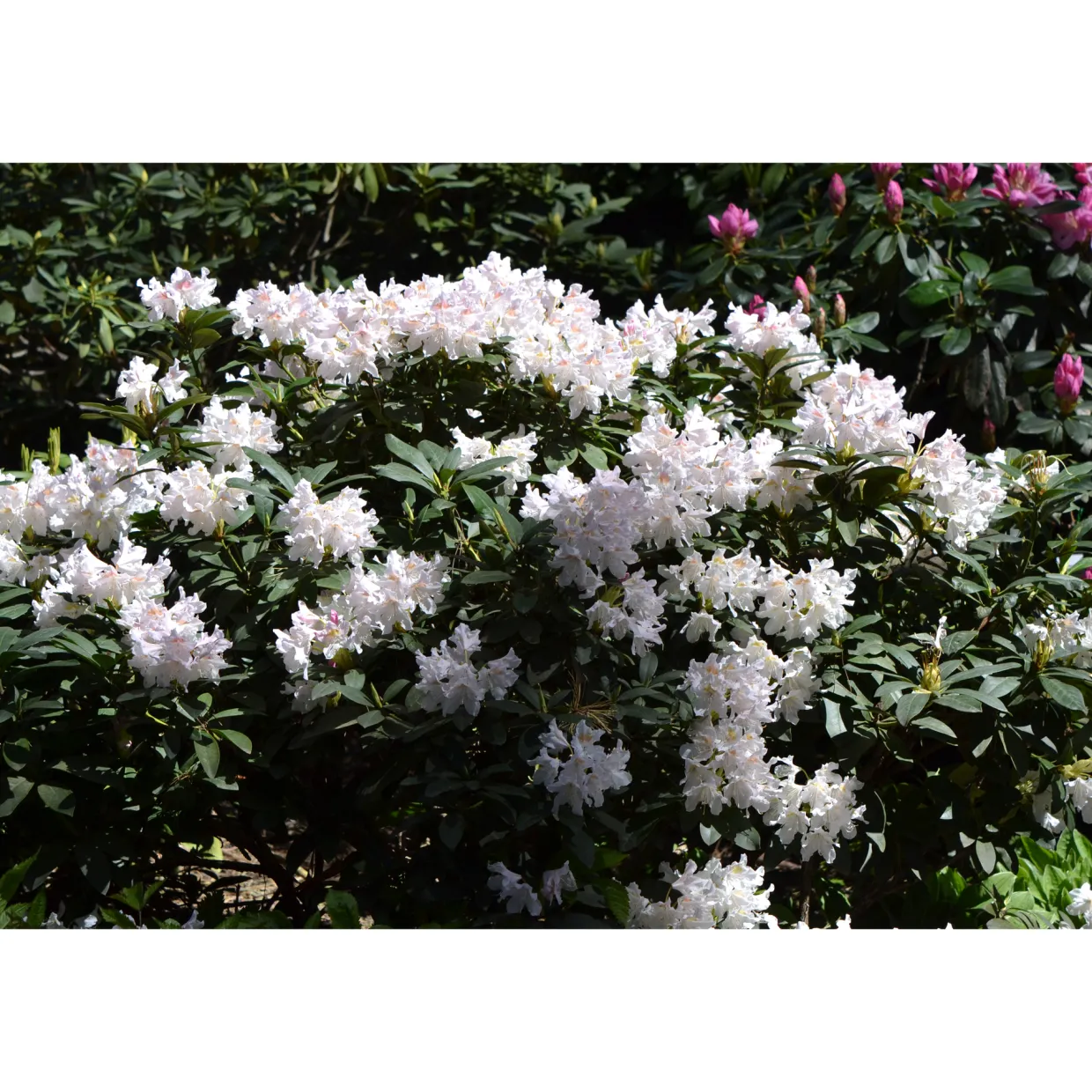 Cunningham's White