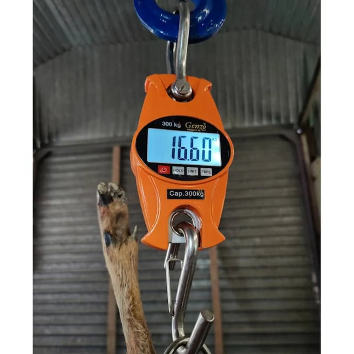 Digital 300 kg