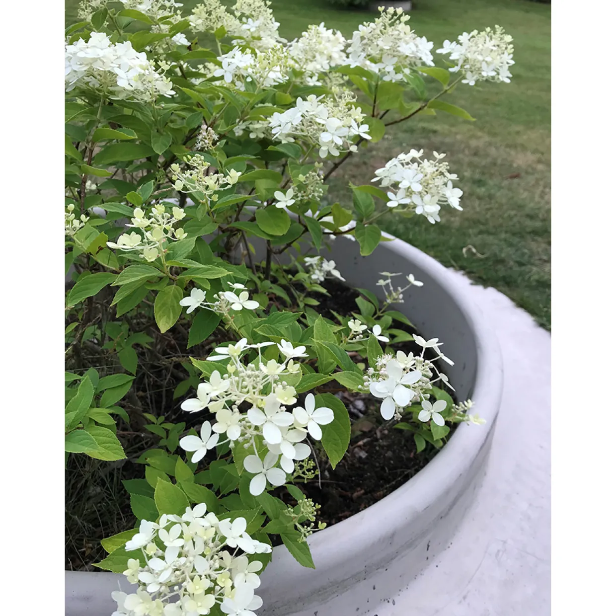 Domsand Betong 80 cm