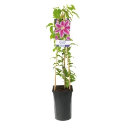 Dr Ruppel 40-60 cm