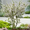 Dvärgkörsbär Kojou-no-mai 60 cm - Vit Blomning