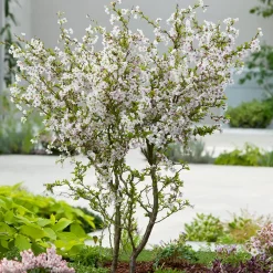 Dvärgkörsbär Kojou-no-mai 60 cm - Vit Blomning