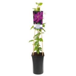 Ernest Markham 40-60 cm