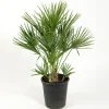 Europeisk Dvärgpalm Omnia Garden