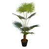 Fan Palm