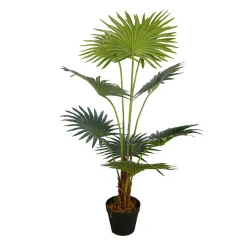 Fan Palm