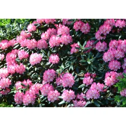 Fantastica 25-30 cm