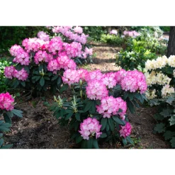Fantastica 25-30 cm