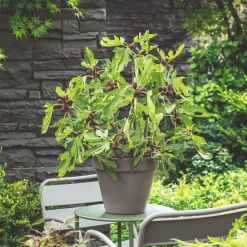 Ficus Carica Little Miss Figgy