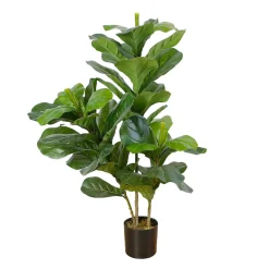 Fiddle-Leaf Fig