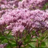 Fläckflockel Purple Bush Rosenflockel