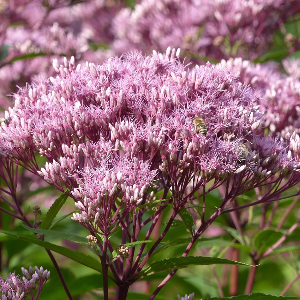 Fläckflockel Purple Bush Rosenflockel
