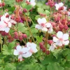 Flocknäva Geranium Macrorrhizum Spessart