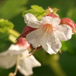 Flocknäva Geranium Macrorrhizum Spessart