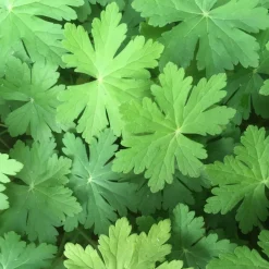 Flocknäva Geranium Macrorrhizum Spessart