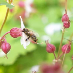 Flocknäva Geranium Macrorrhizum Spessart