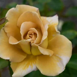 Floribundaros Honey Dijon Weksproulses