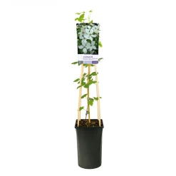 Forever Friends 40-60 cm