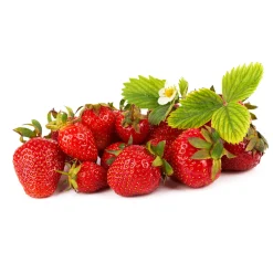 Fragaria Ananassa Malwina