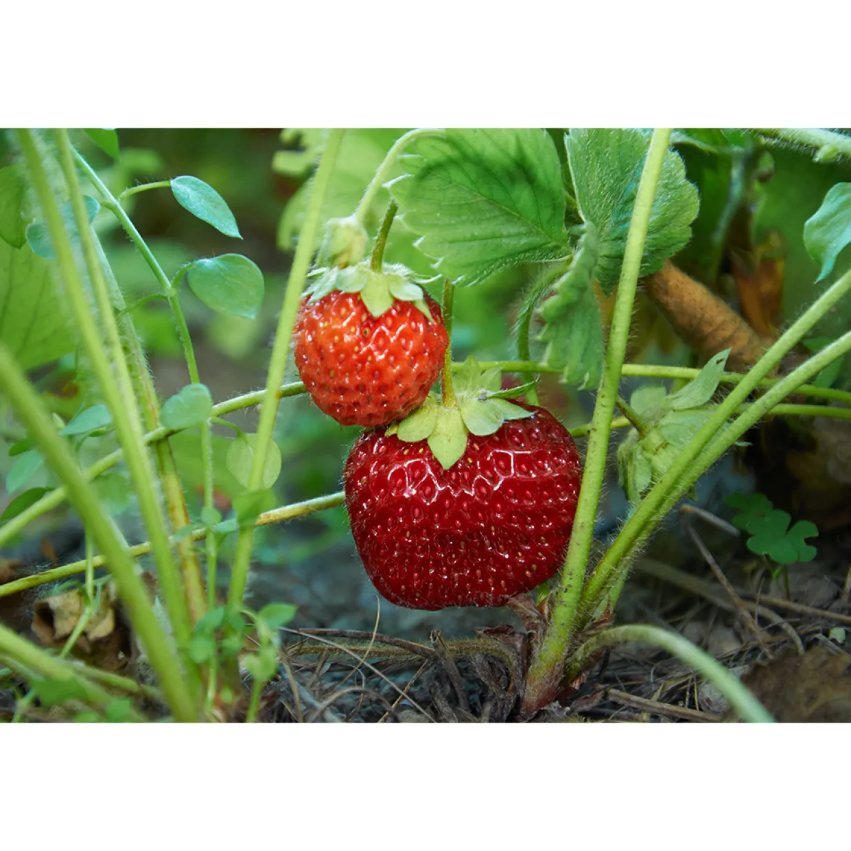 Fragaria Ananassa Malwina