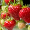 Fragaria Ananassa Polka