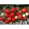 Fragaria Ananassa Rumba