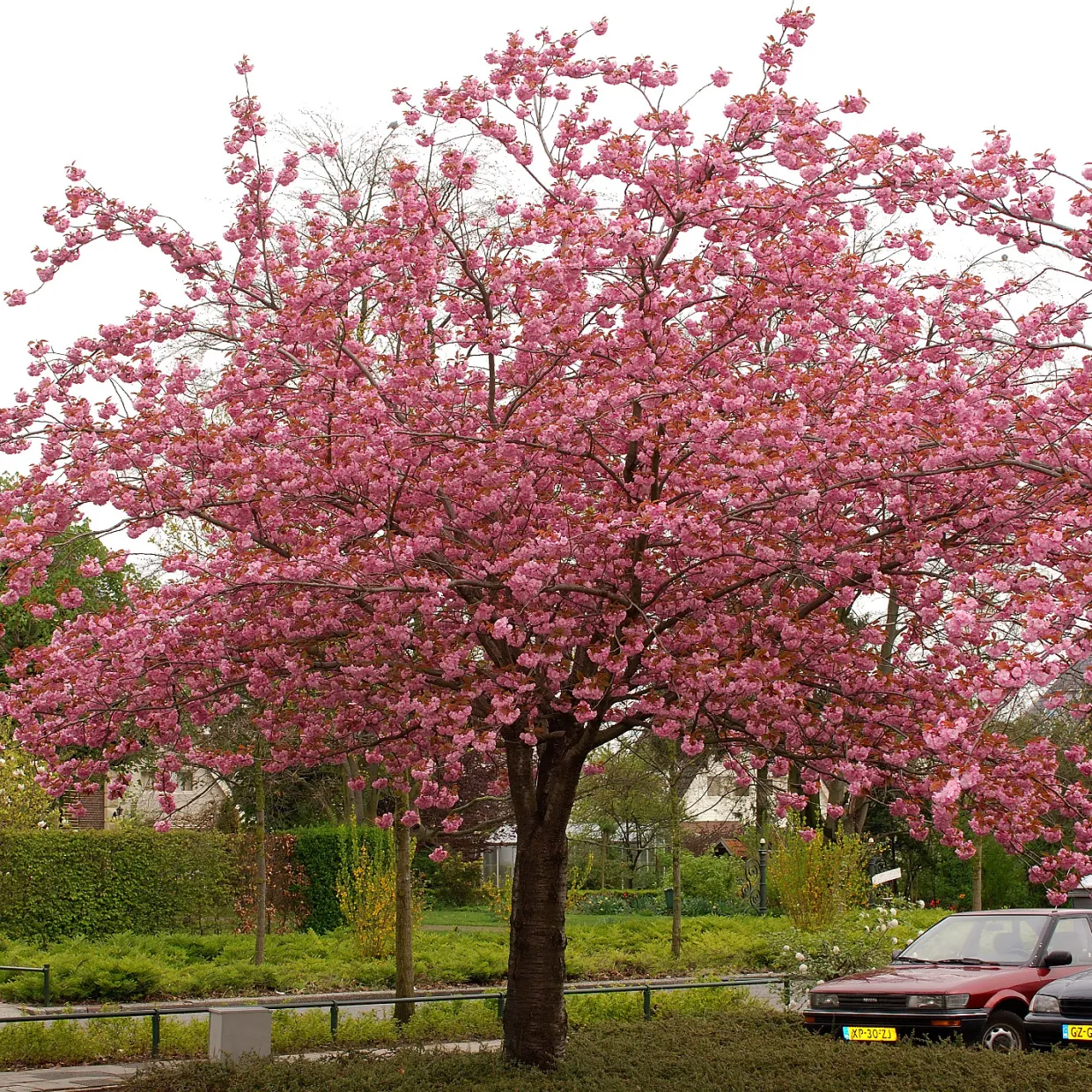 Frilandsodlat Japanskt Körsbärsträd 350-450 cm, Högstamsträd