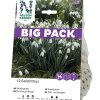 Galanthus Nivalis Vit Big Pack