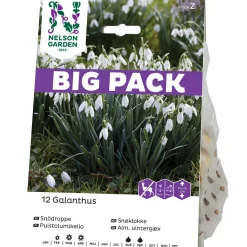 Galanthus Nivalis Vit Big Pack
