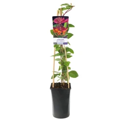 Goldflame 40-60 cm