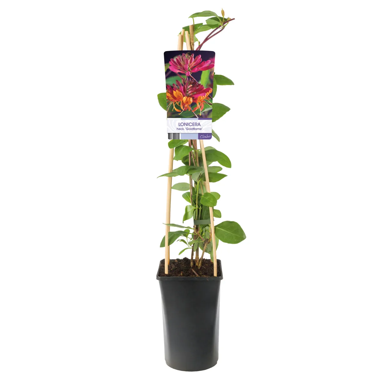 Goldflame 40-60 cm