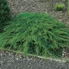 Green Carpet 30-35 cm