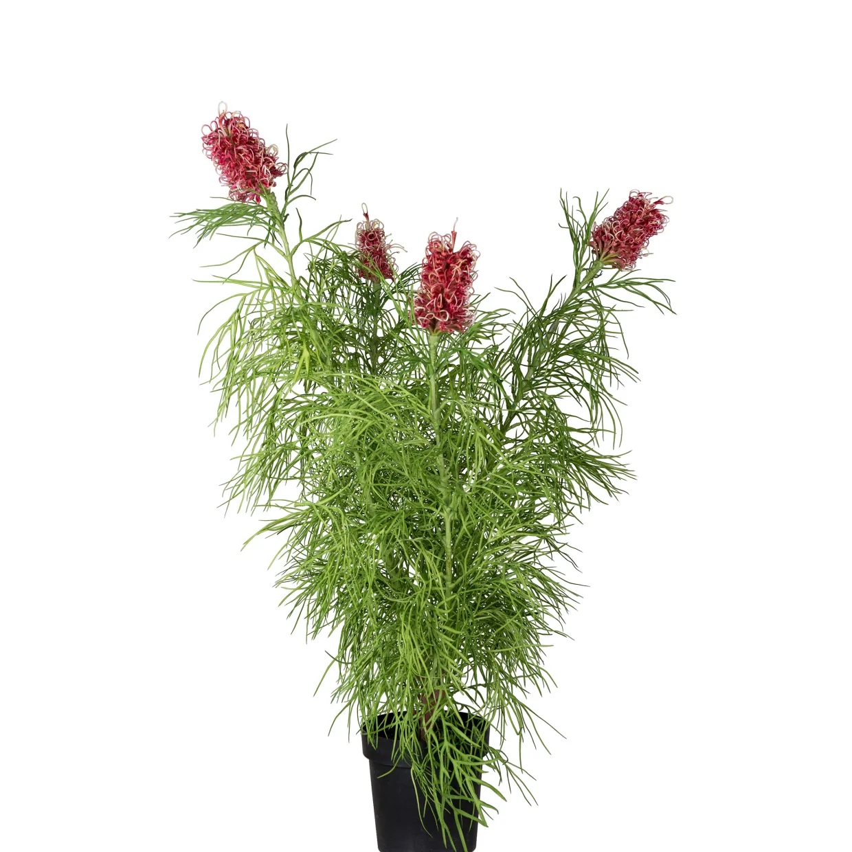 Grevillea