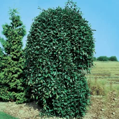 Grönt Lövverk med Grenrik Krona 100-120 cm