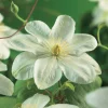 Guernsey Cream 40-60 cm