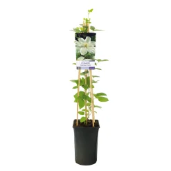 Guernsey Cream 40-60 cm