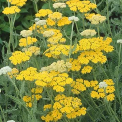 Gyllenrölleka 'Coronation Gold