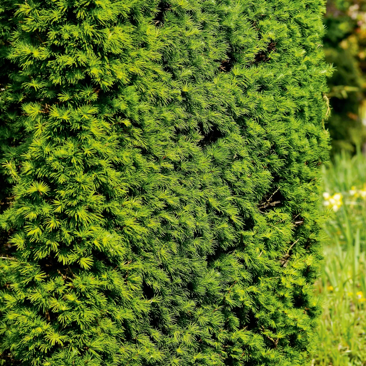 Häck Japansk Lärk Omnia Garden Bygghemma.se