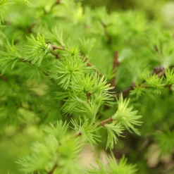 Häck Japansk Lärk Omnia Garden Bygghemma.se