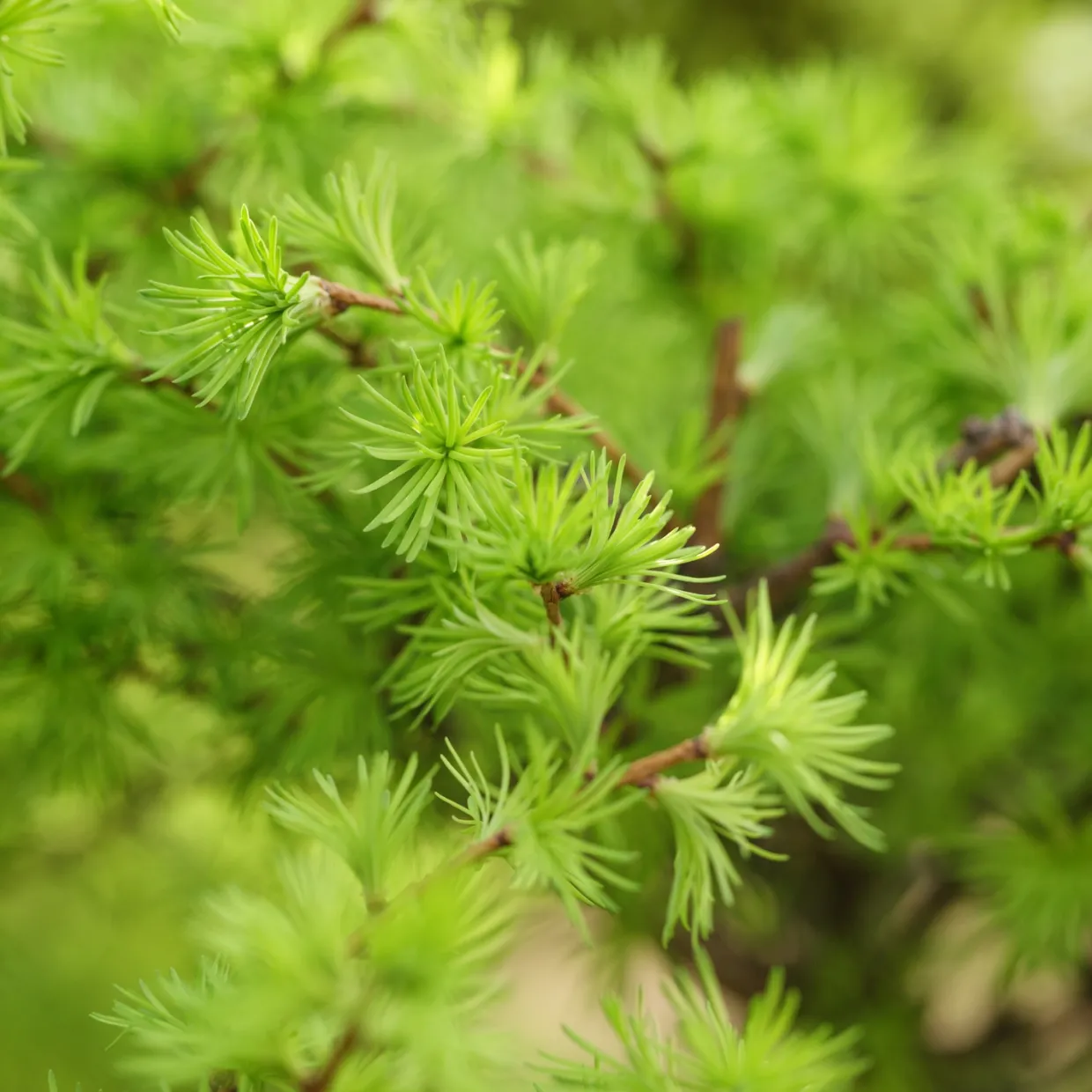 Häck Japansk Lärk Omnia Garden Bygghemma.se