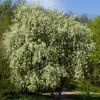 Hägg, Vit Blomning & Grönt Lövverk, 120-175 cm