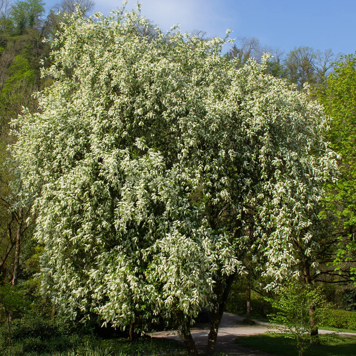 Hägg, Vit Blomning & Grönt Lövverk, 120-175 cm
