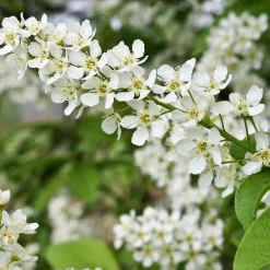 Hägg, Vit Blomning & Grönt Lövverk, 120-175 cm