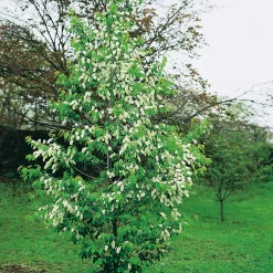 Hägg, Vit Blomning & Grönt Lövverk, 120-175 cm