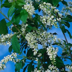 Hägg, Vit Blomning & Grönt Lövverk, 120-175 cm