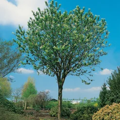 Högstamsträd 300-400 cm, Frilandsodlad Alleträd, Vit Blomning