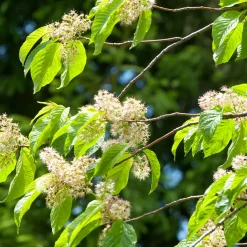 Högstamsträd 300-400 cm, Frilandsodlad Alleträd, Vit Blomning