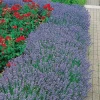 Hidcote Liten Kruka