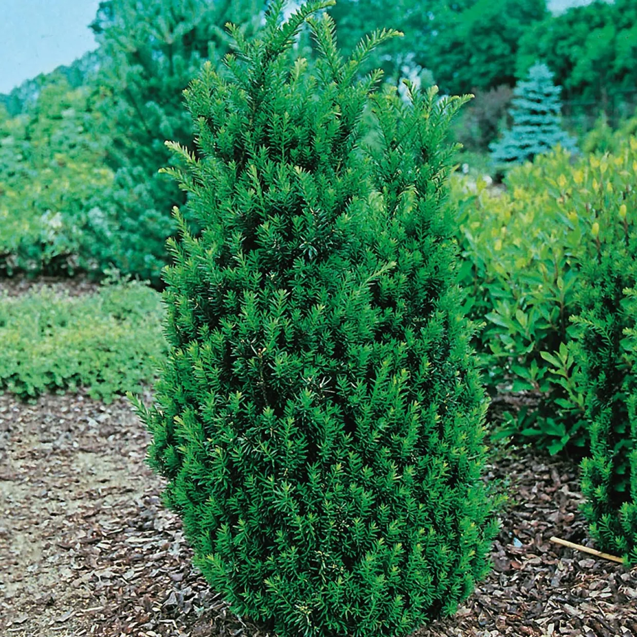 Hillii 30-40 cm
