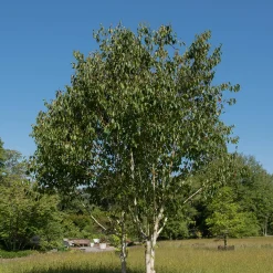 Himalajabjörk, Gröna Lövverk & Gul Blomning, 150-200 cm